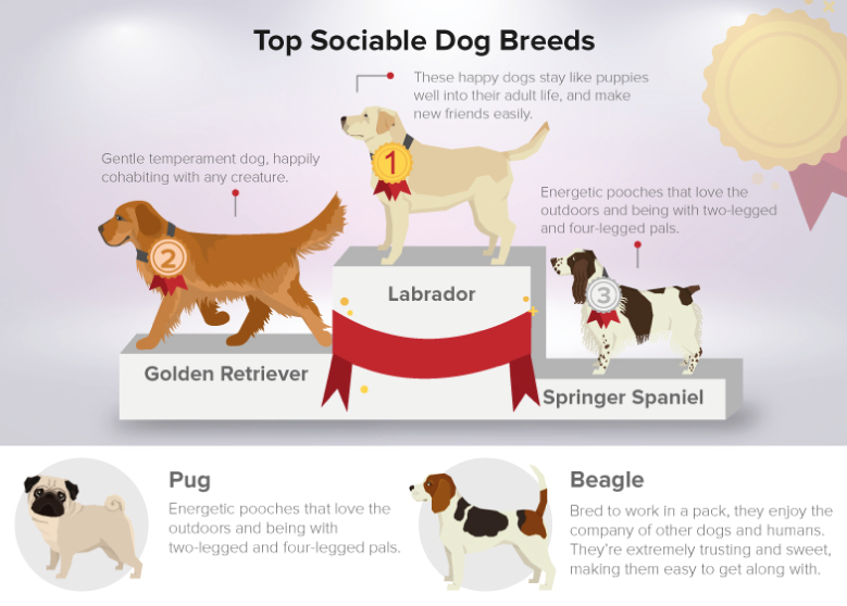 most sociable dog breeds