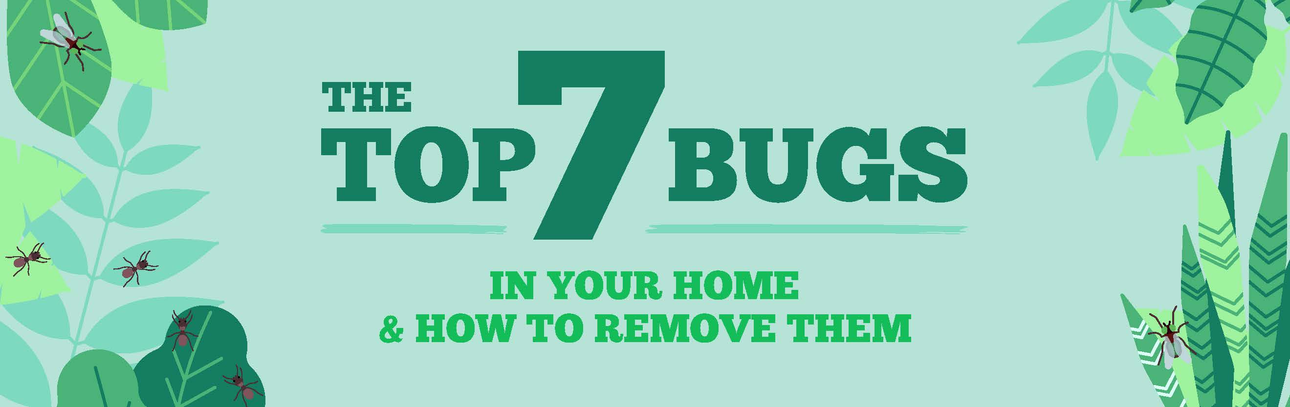 the top 7 bugs in your home and how to remove them title image