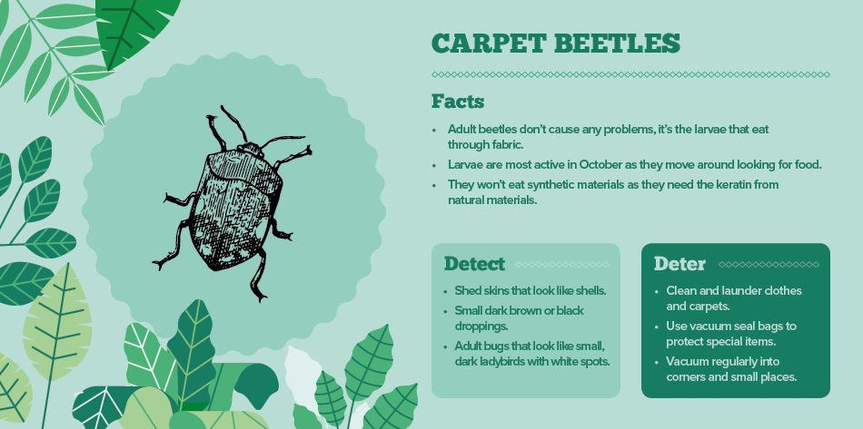 Causes And How To Get Rid Of Carpet Beetles Best Pest Control Insect Identification Insect Control